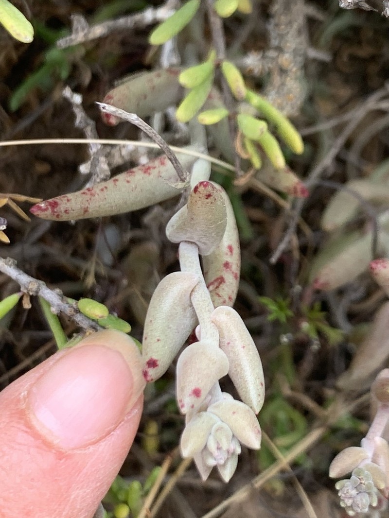 Dudleya hendrixii photo 6