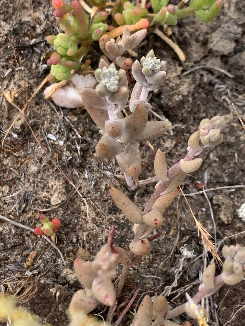 Dudleya hendrixii photo 7