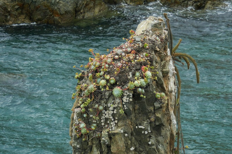 Dudleya josedelgadilloi