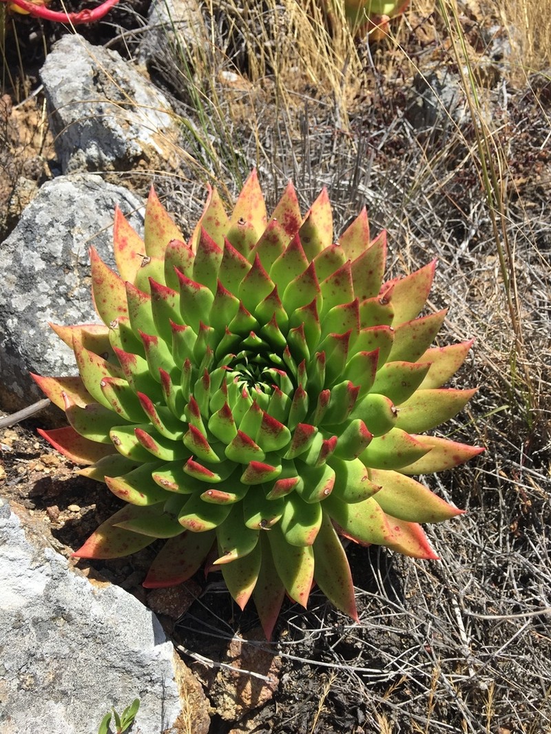 Dudleya josedelgadilloi photo 2