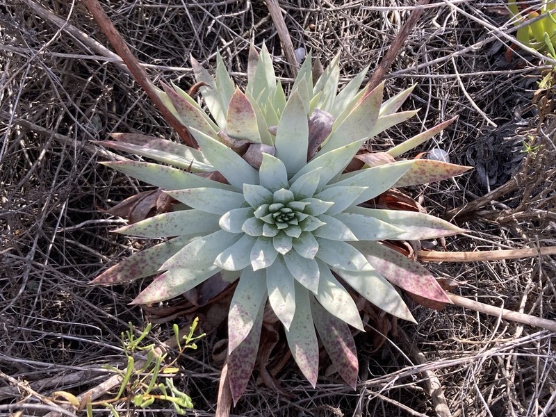Dudleya josedelgadilloi photo 3