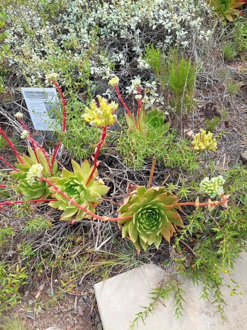 Dudleya josedelgadilloi photo 4