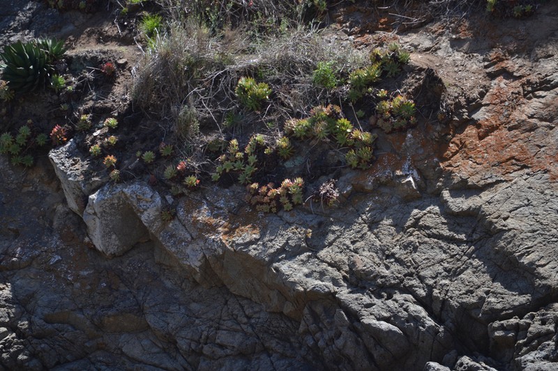 Dudleya josedelgadilloi photo 5