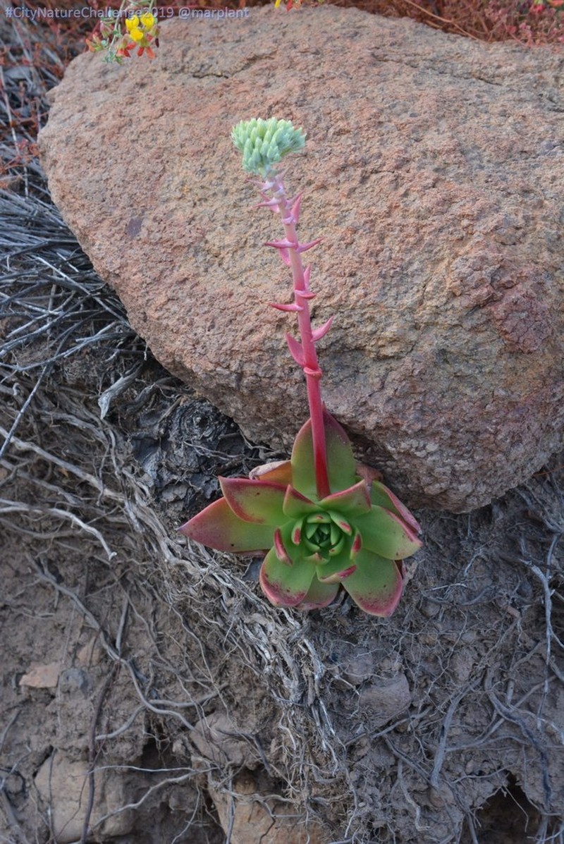 Dudleya josedelgadilloi photo 6
