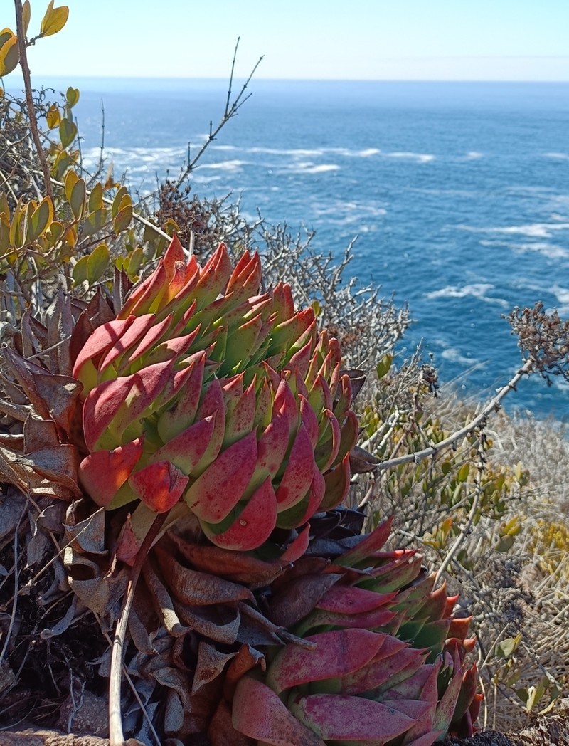 Dudleya josedelgadilloi photo 7