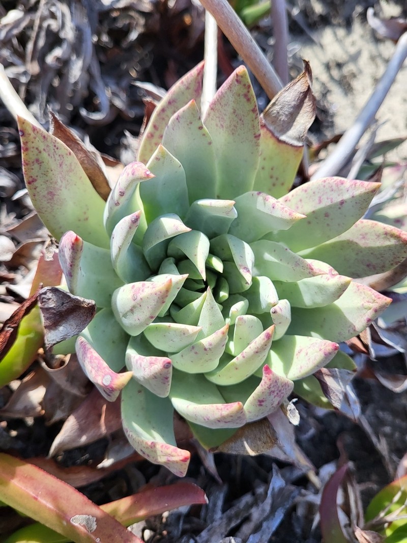 Dudleya josedelgadilloi photo 8