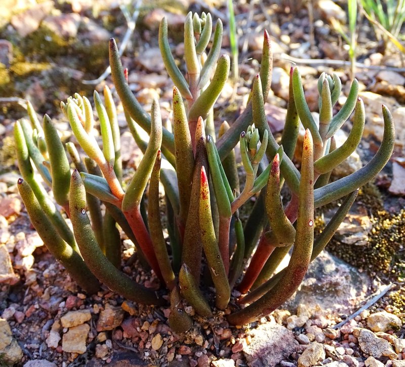 Manystem Liveforever