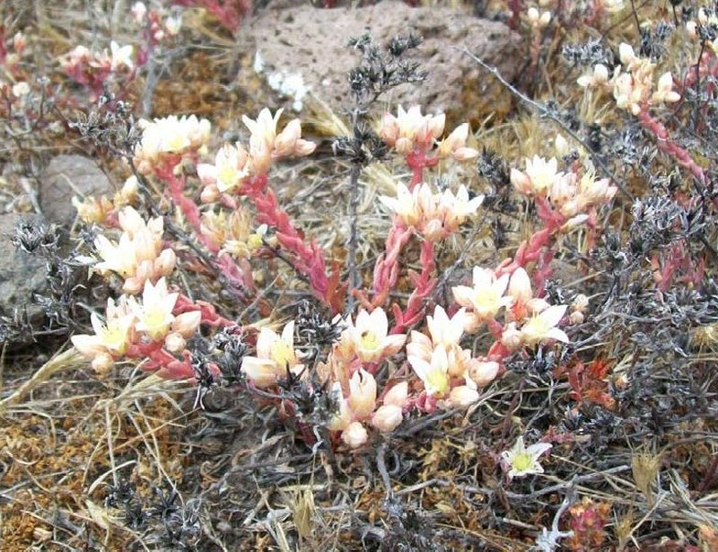 Santa Cruz Island Liveforever