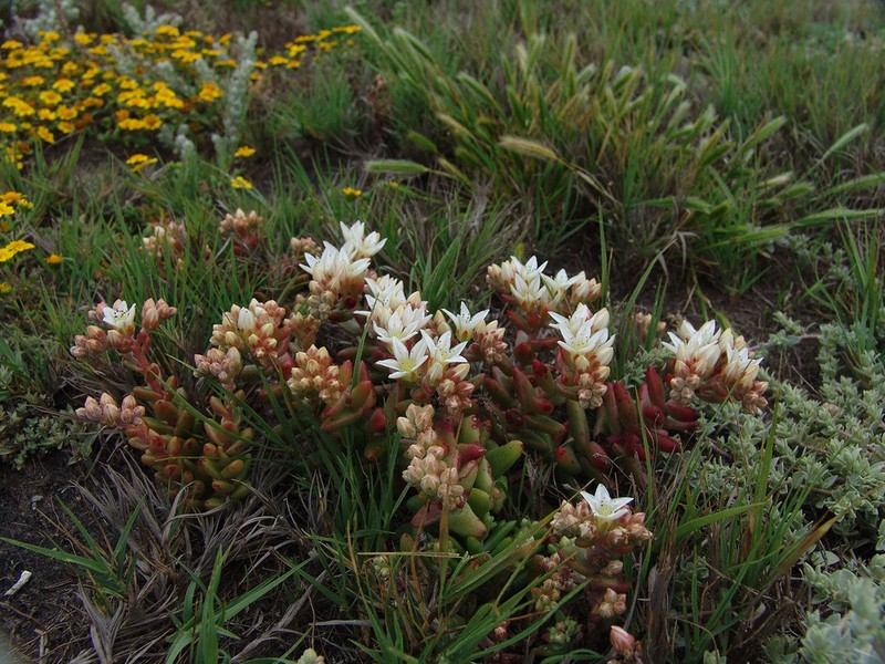 Santa Cruz Island Liveforever photo 3