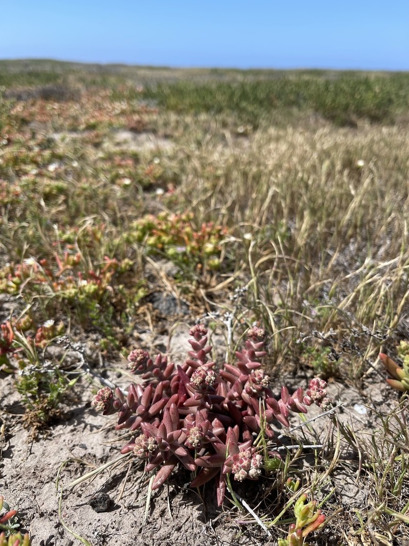 Santa Cruz Island Liveforever photo 4