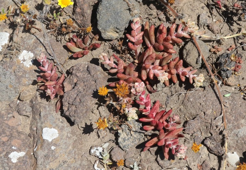Santa Cruz Island Liveforever photo 5