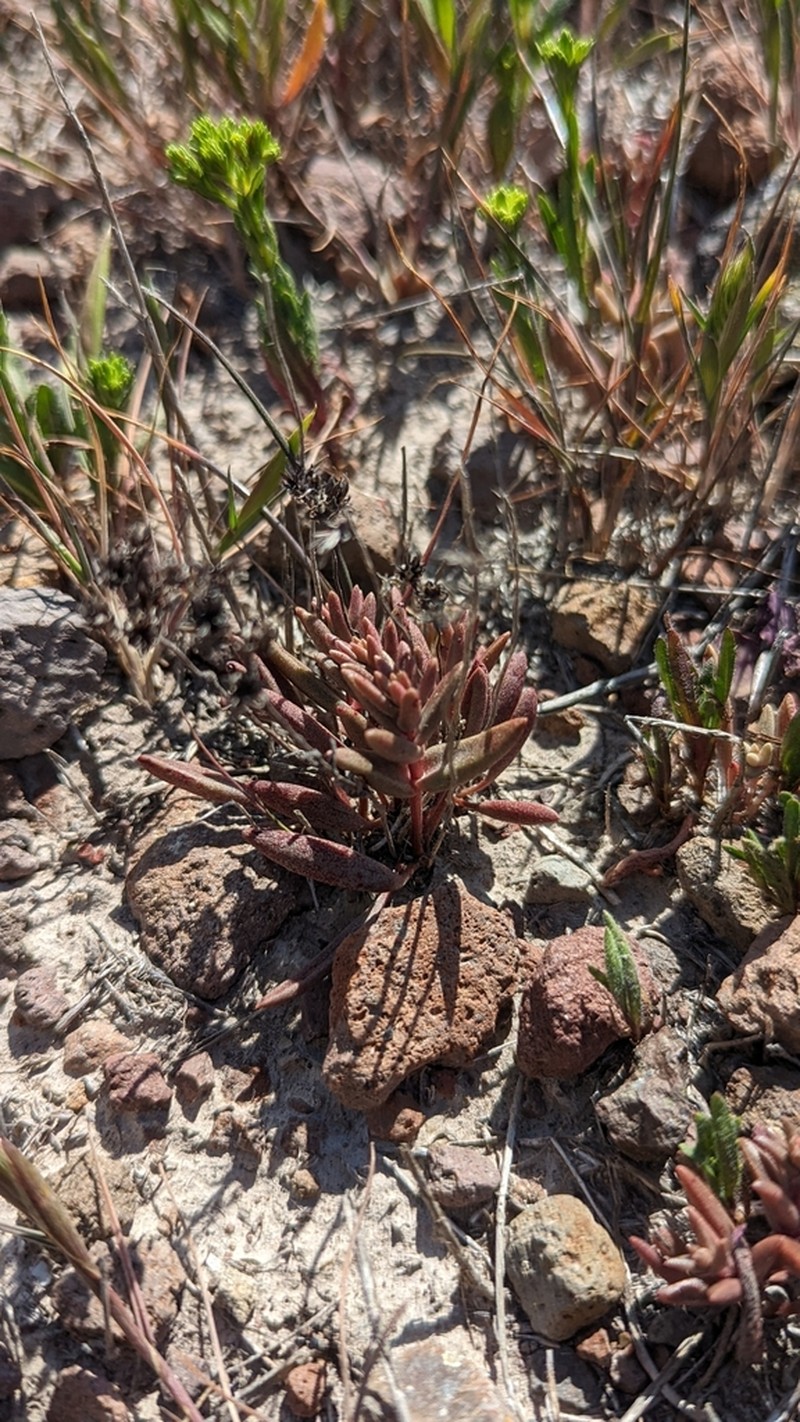 Santa Cruz Island Liveforever photo 8
