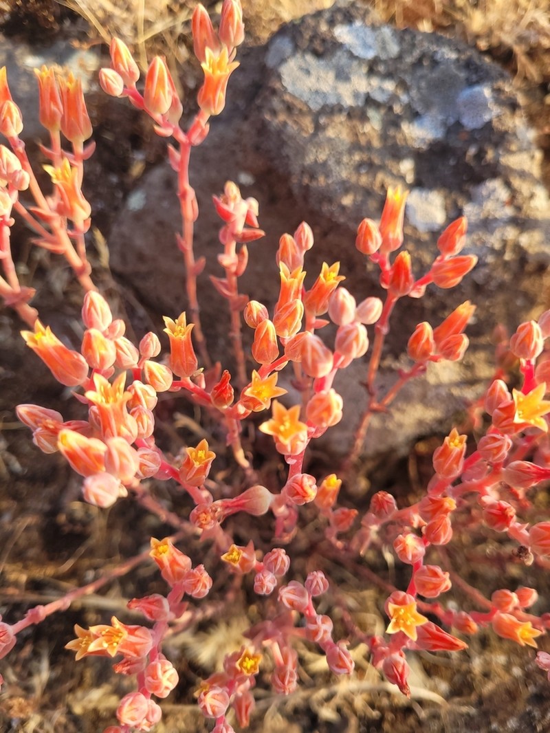 Dudleya parva