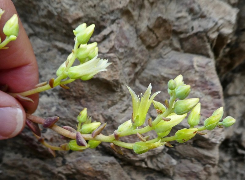 Dudleya parva photo 2