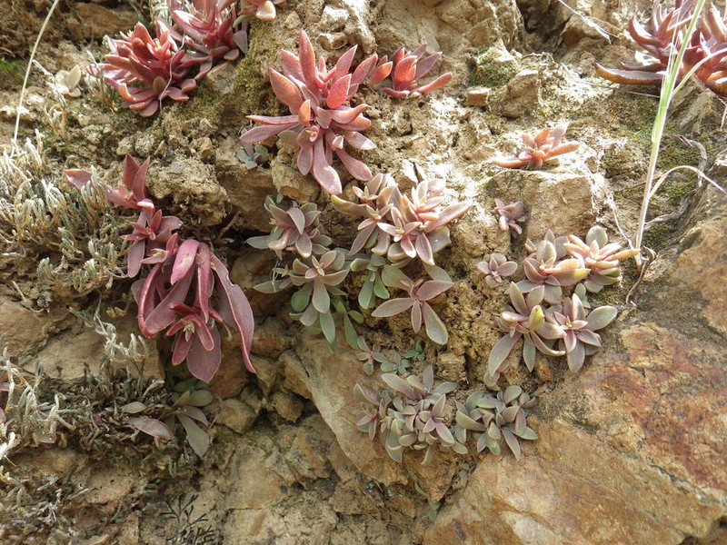 Dudleya parva photo 3