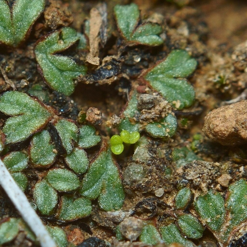 Dudleya parva photo 4