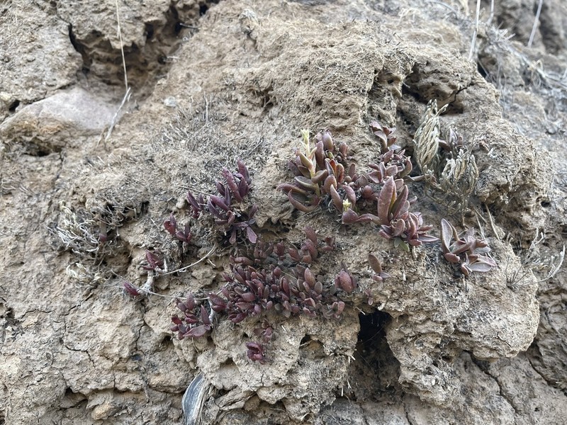 Dudleya parva photo 5