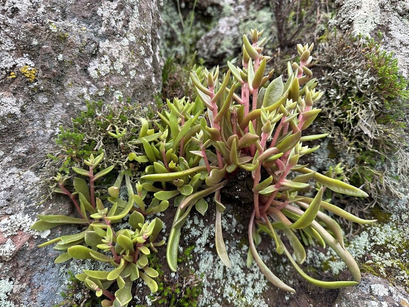 Dudleya parva photo 6