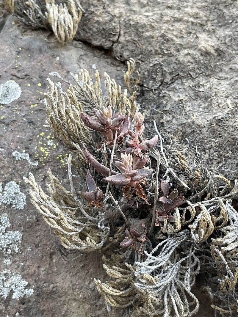 Dudleya parva photo 7