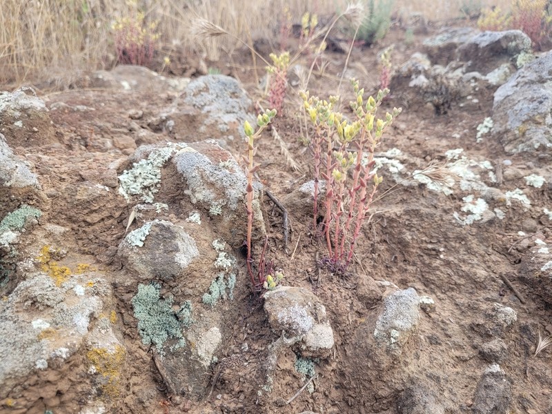 Dudleya parva photo 8