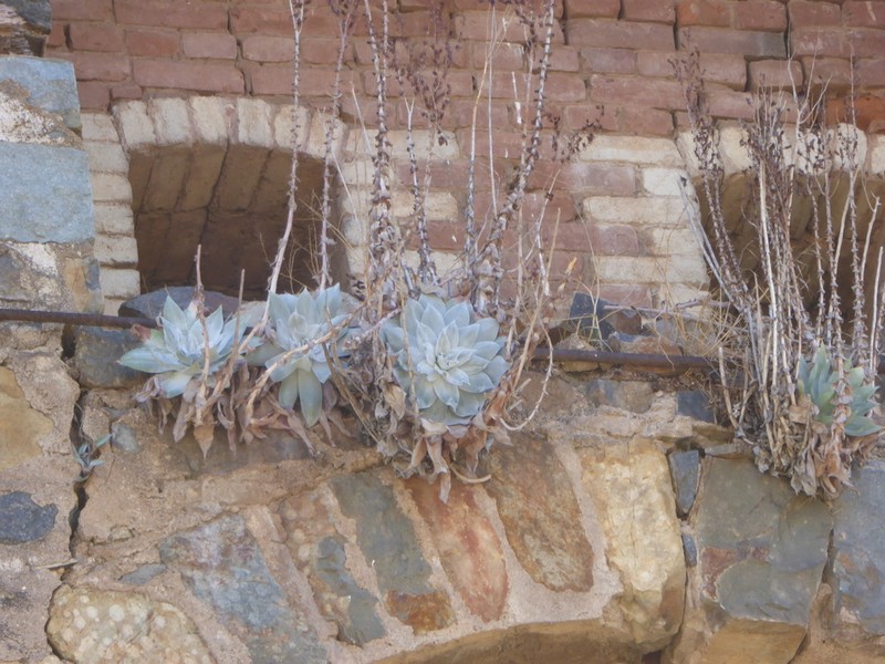 Chalk Dudleya