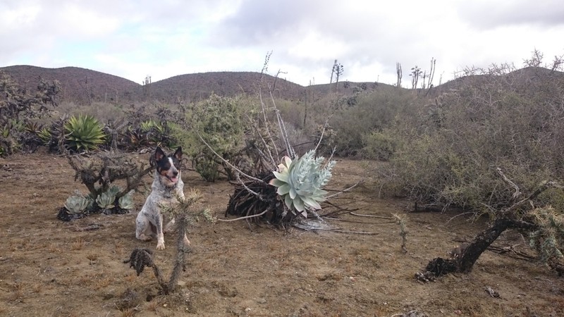 Chalk Dudleya photo 2