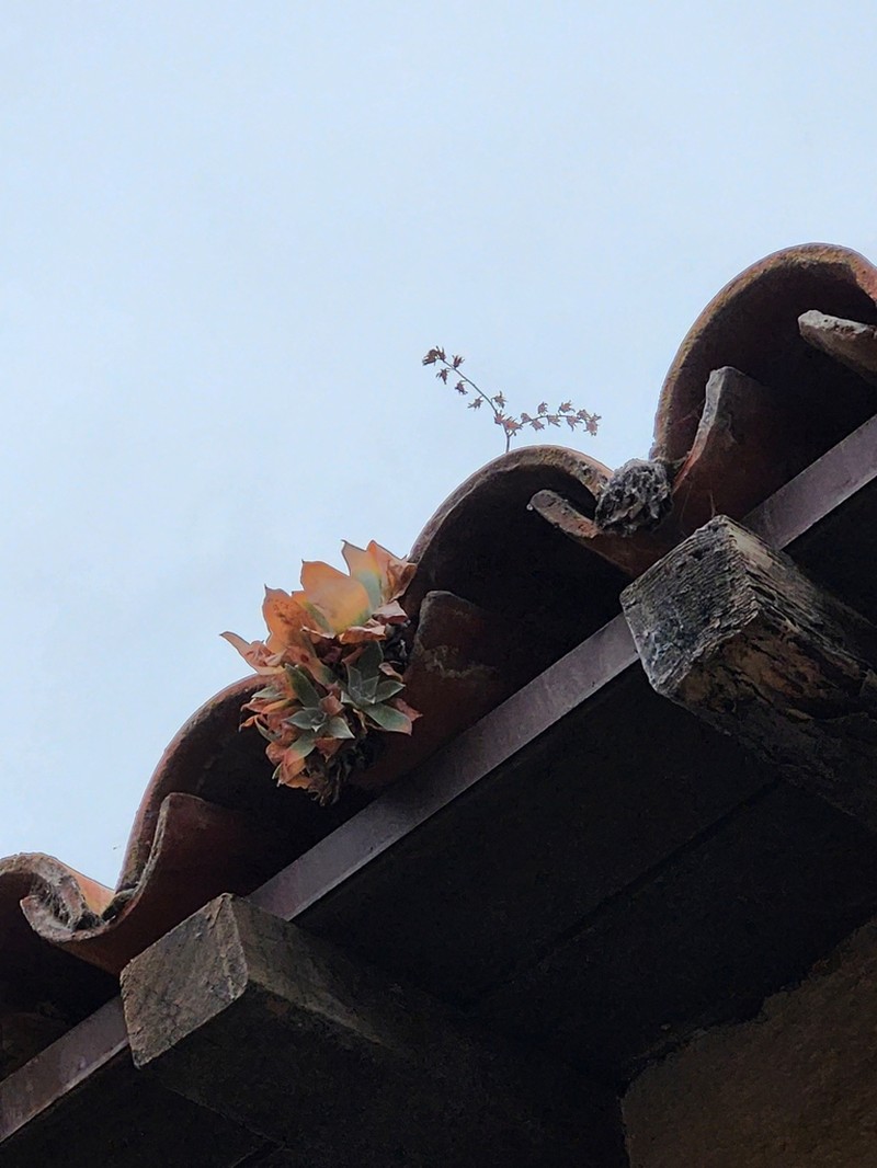 Chalk Dudleya photo 3
