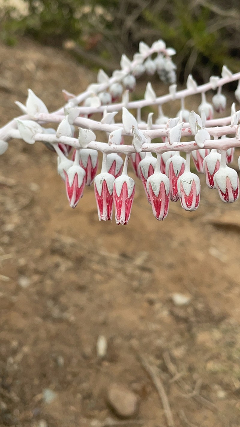 Chalk Dudleya photo 4