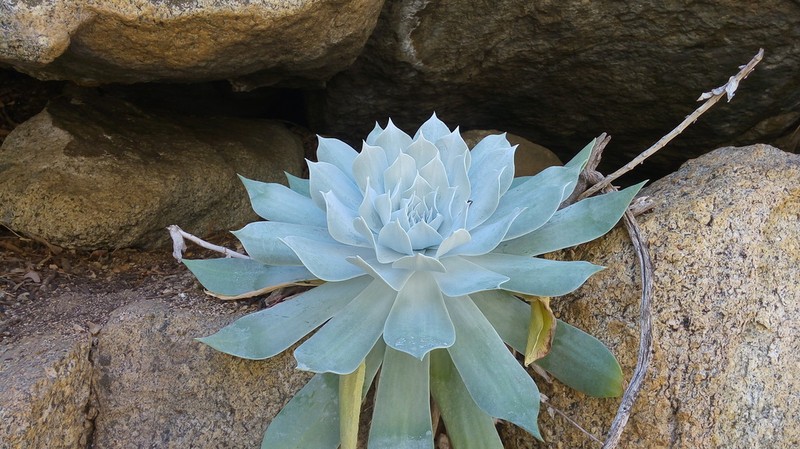 Chalk Dudleya photo 5