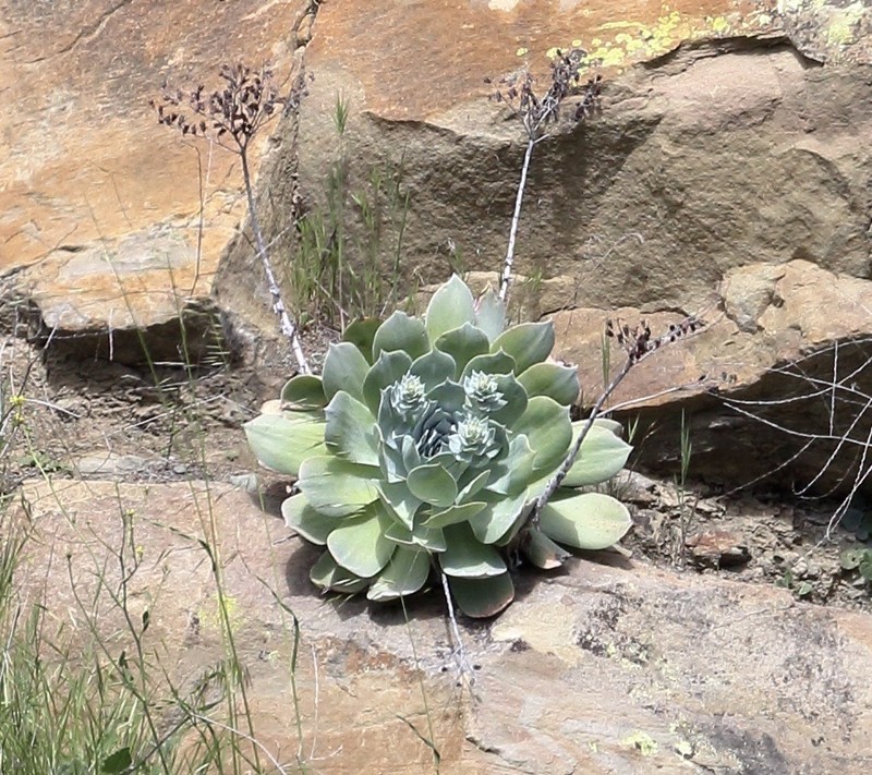 Chalk Dudleya photo 6