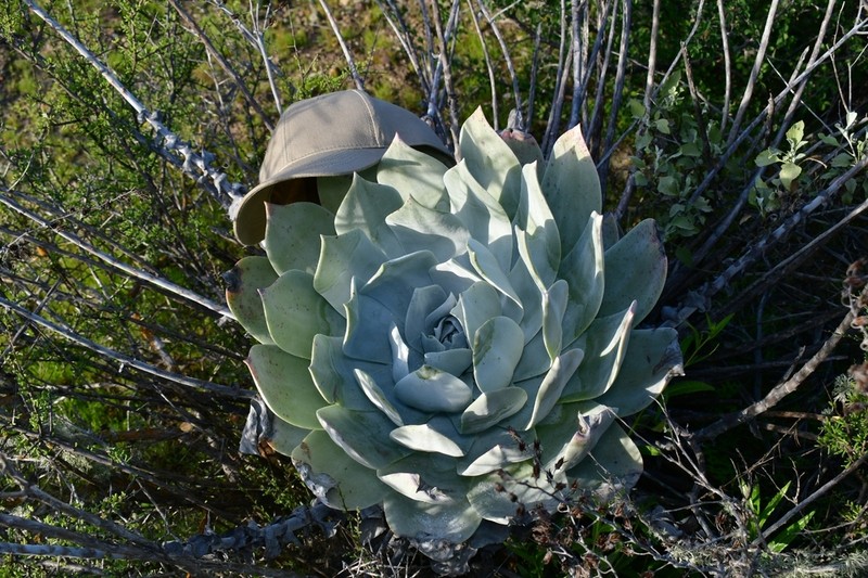 Chalk Dudleya photo 7