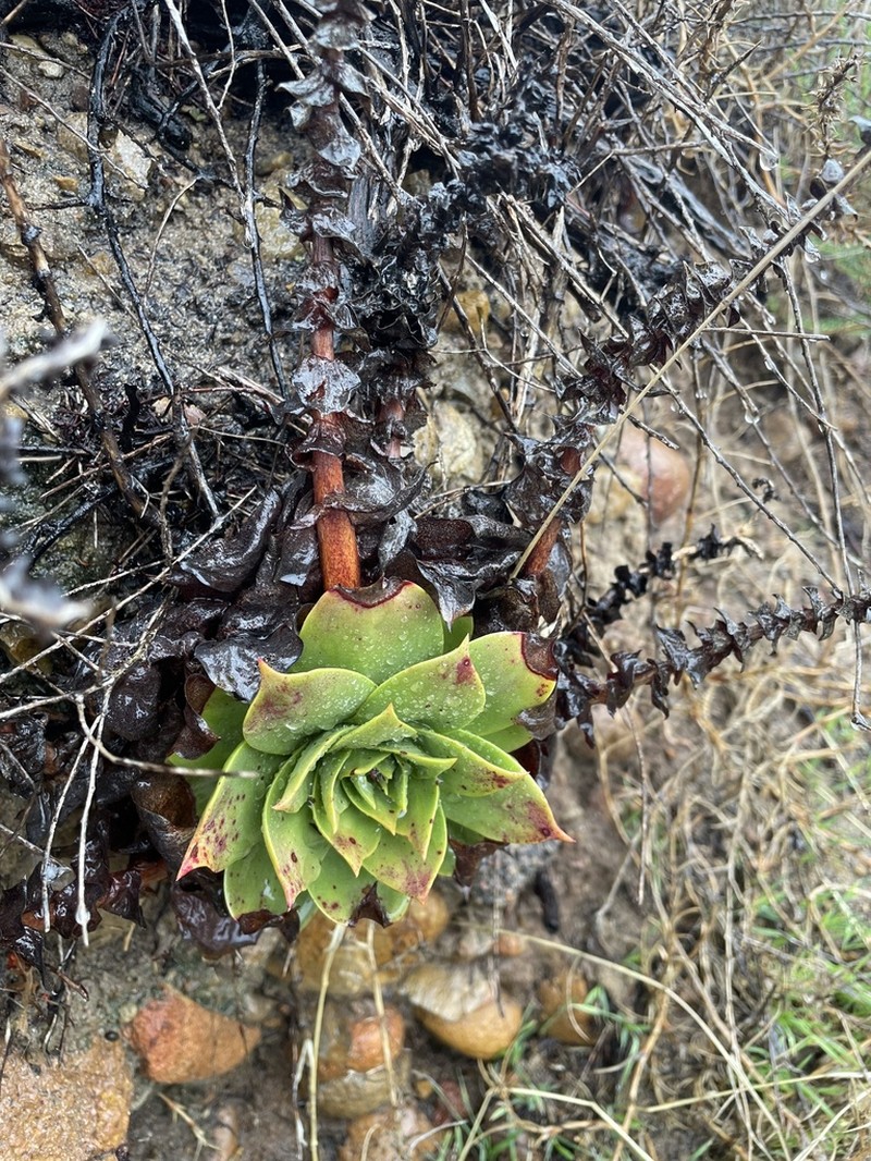 Chalk Dudleya photo 8