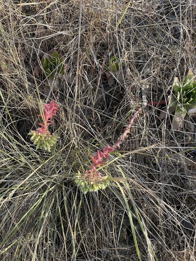 Dudleya reidmoranii