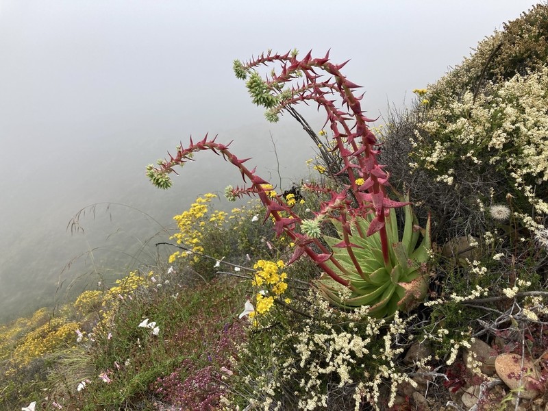 Dudleya reidmoranii photo 2