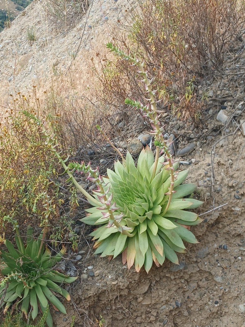 Dudleya reidmoranii photo 3