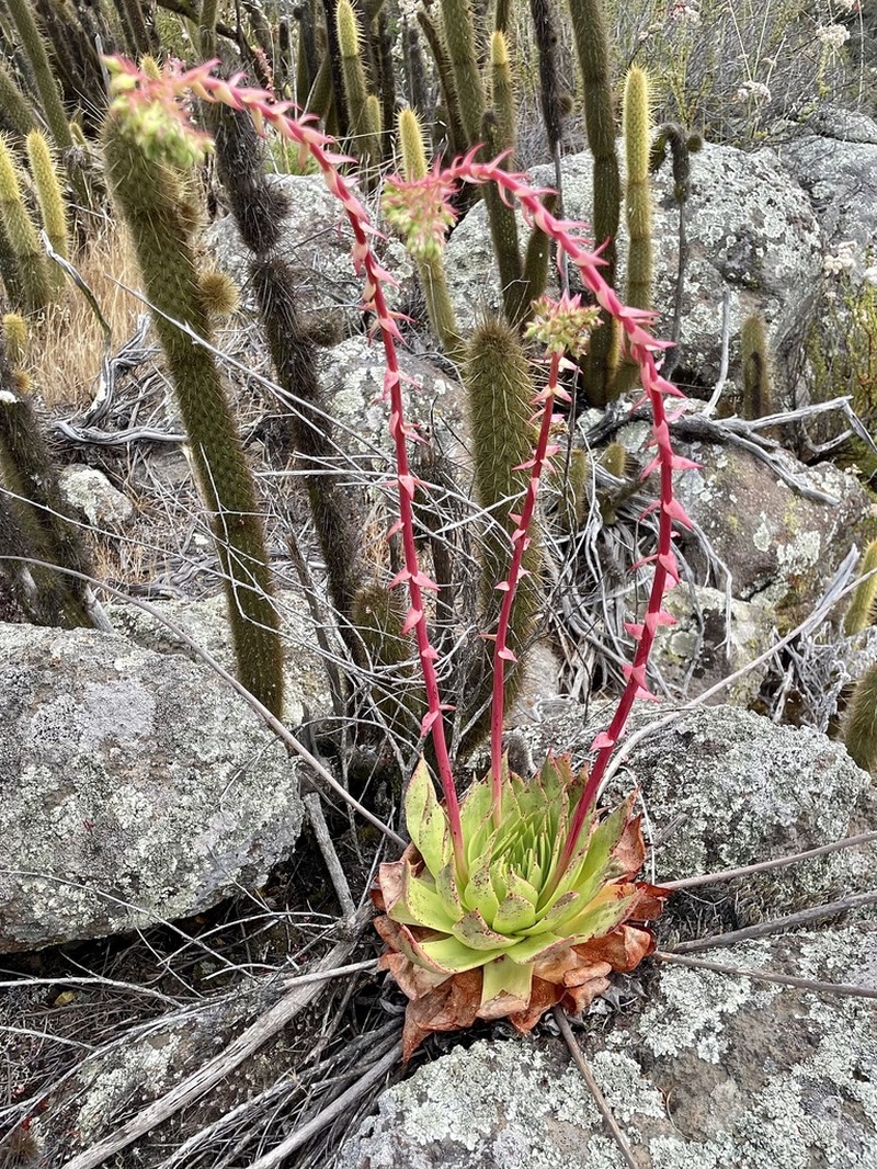 Dudleya reidmoranii photo 4