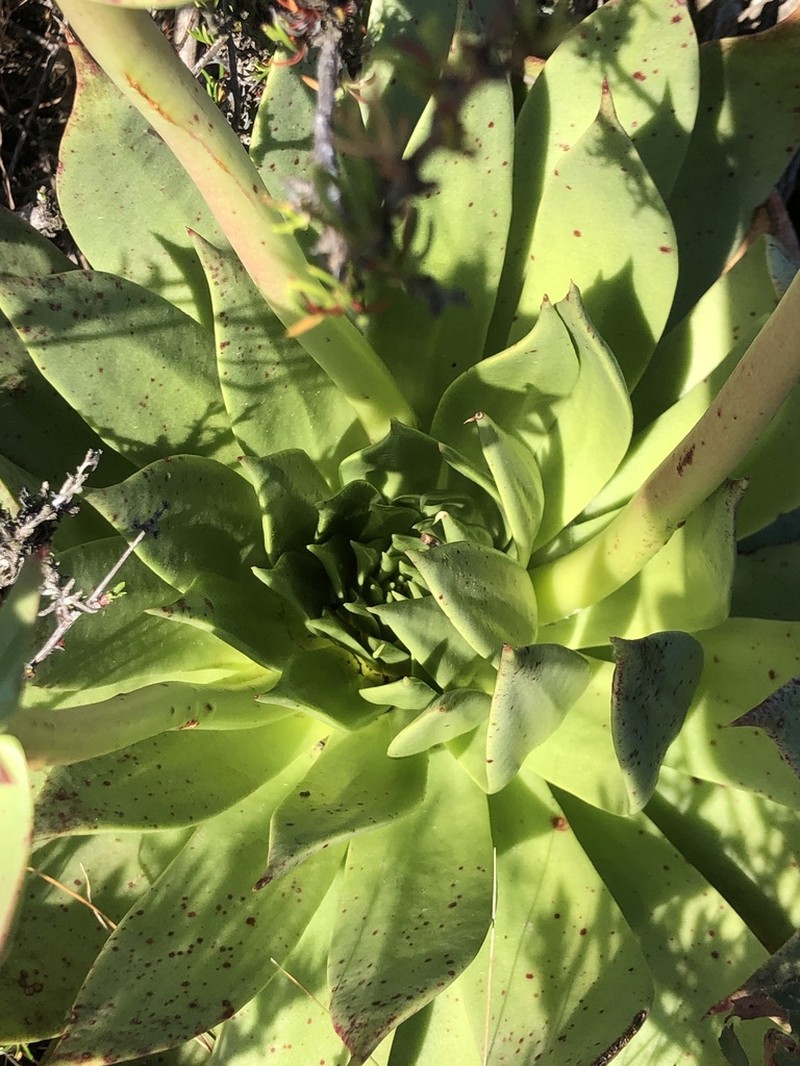 Dudleya reidmoranii photo 5