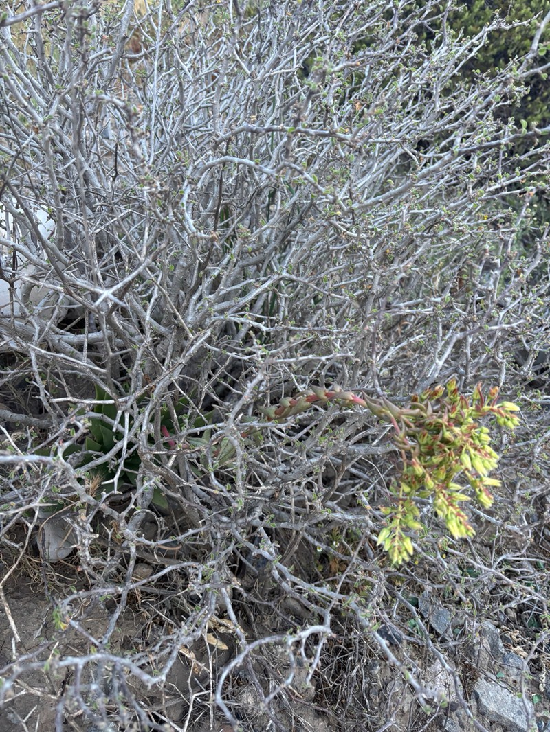 Dudleya reidmoranii photo 6