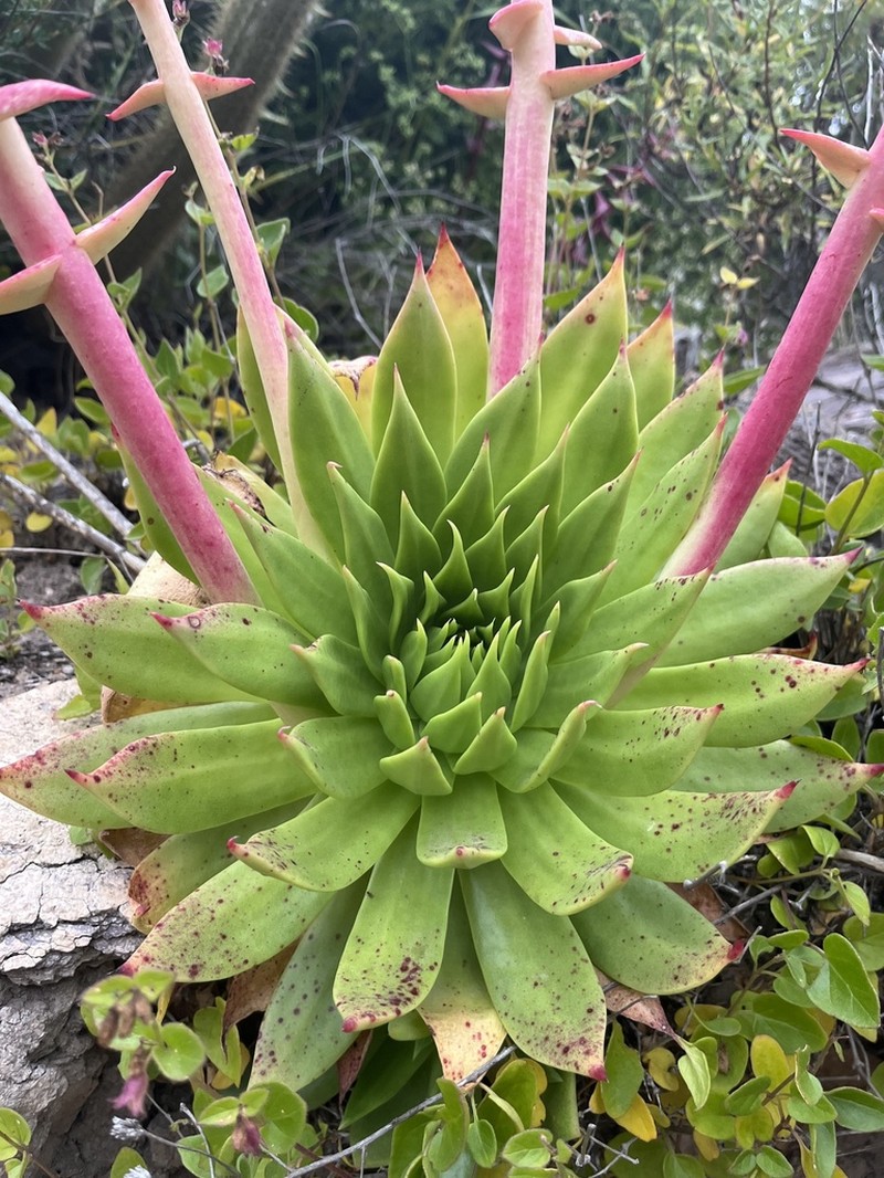 Dudleya reidmoranii photo 7