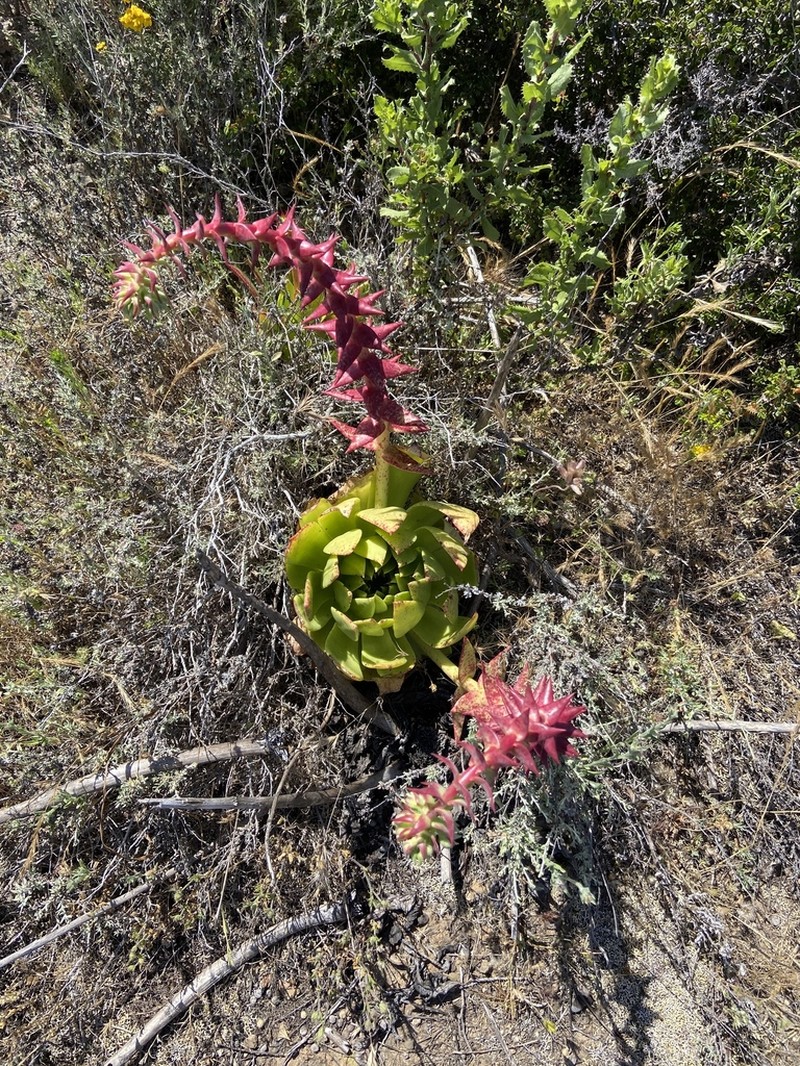 Dudleya reidmoranii photo 8