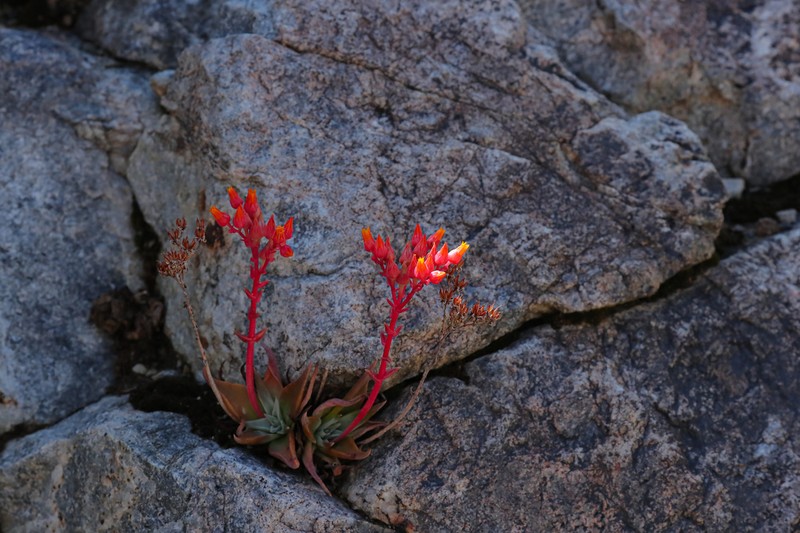 Panamint Liveforever