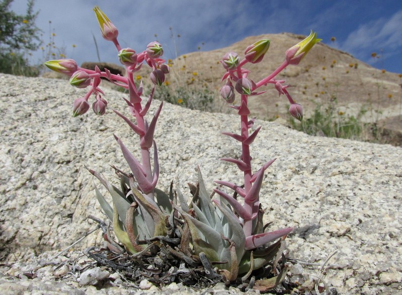 Panamint Liveforever photo 2