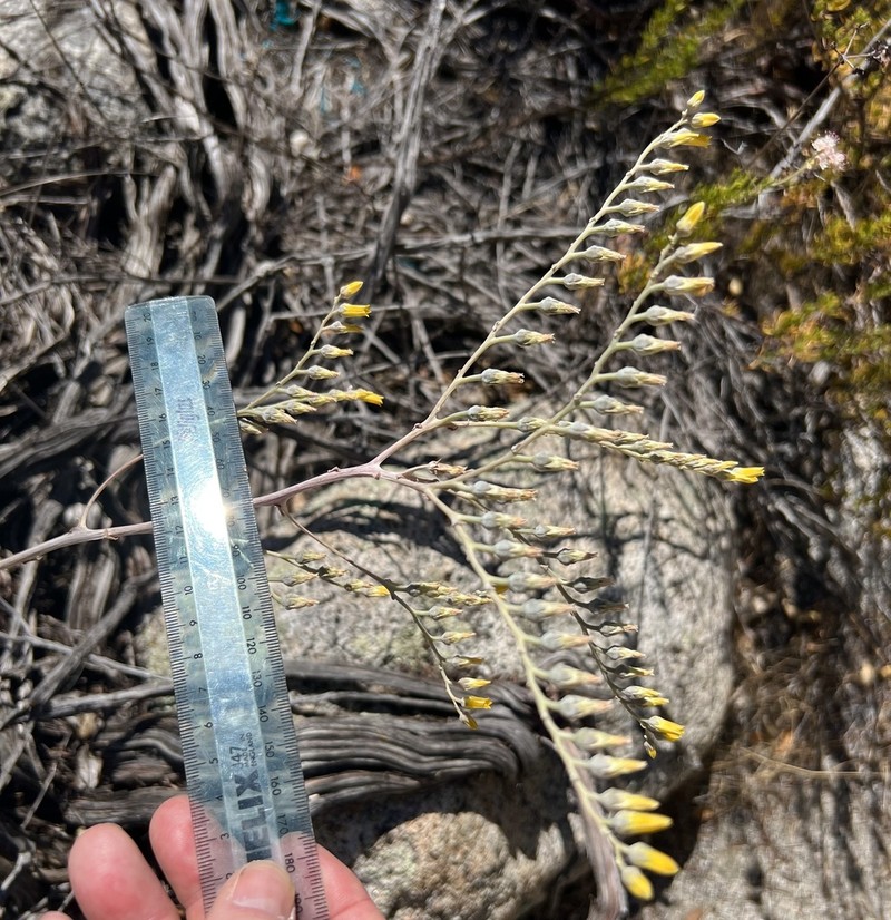 Panamint Liveforever photo 3
