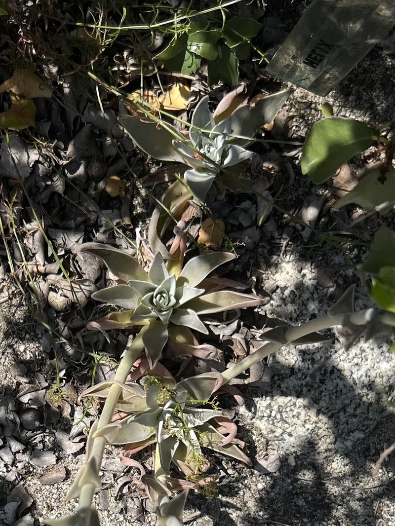 Panamint Liveforever photo 6
