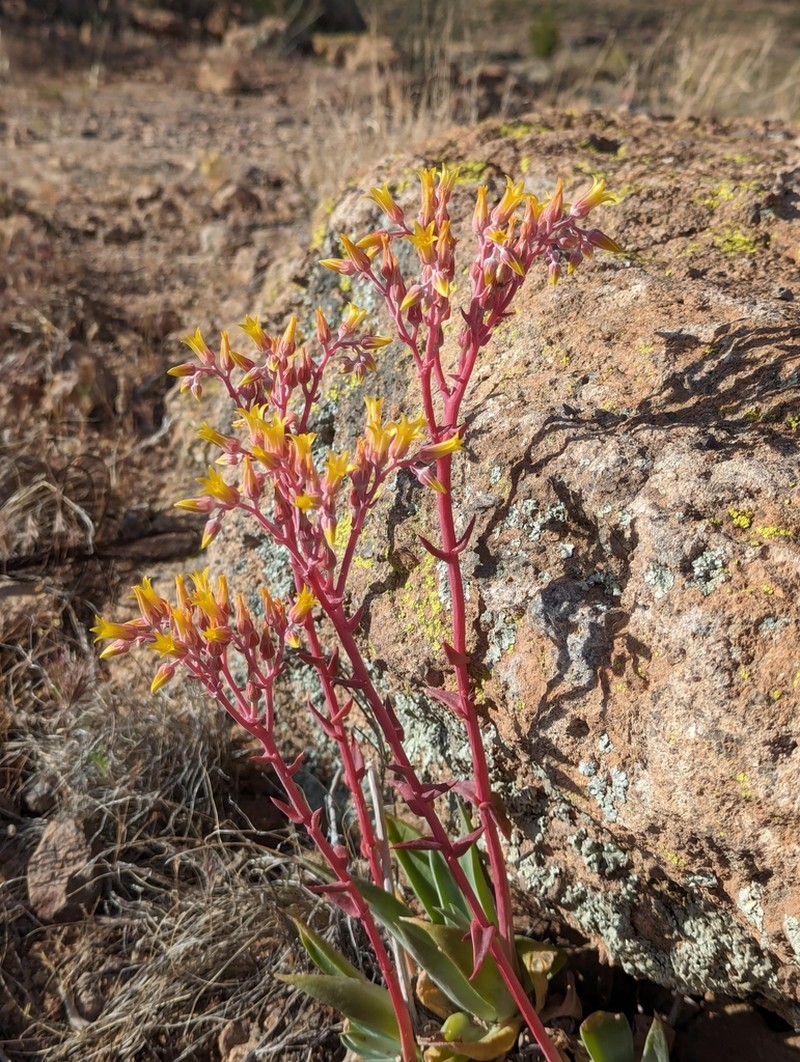 Panamint Liveforever photo 7