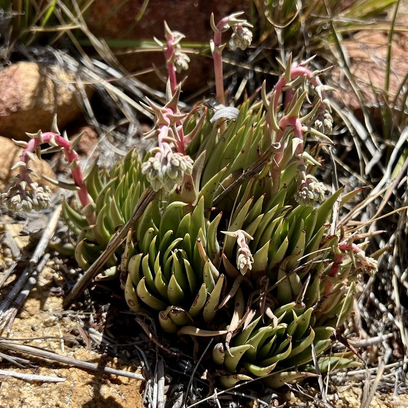 Panamint Liveforever photo 8