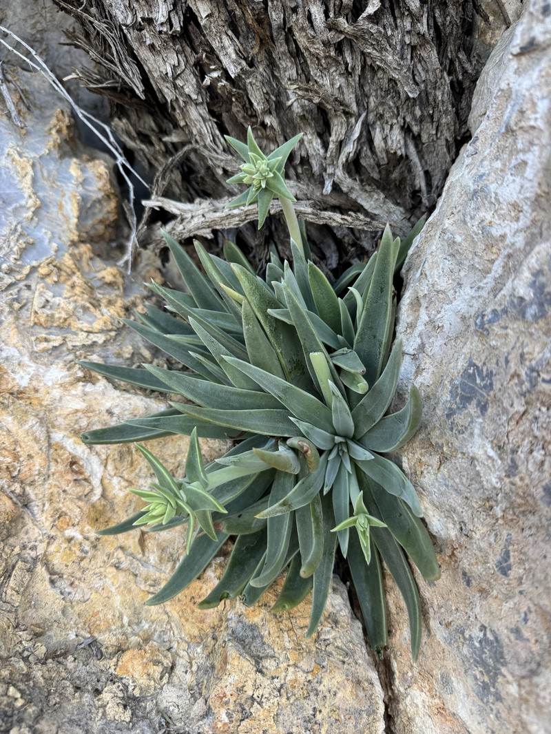 Dudleya saxosa subsp. aloides