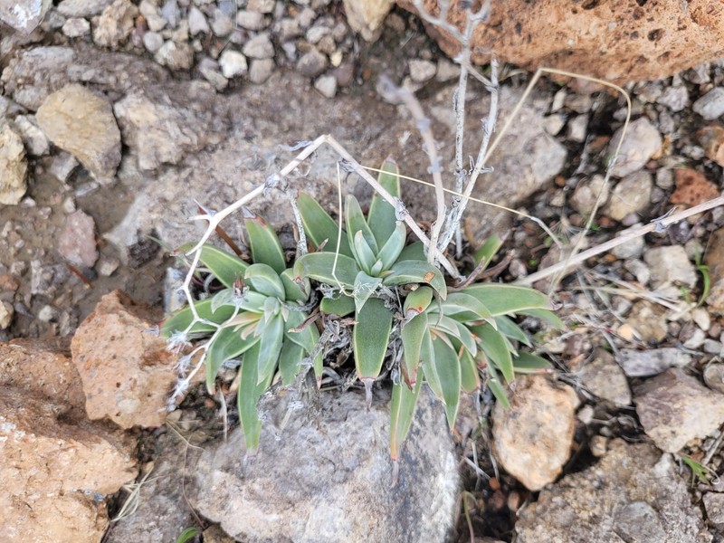 Dudleya saxosa subsp. aloides photo 2