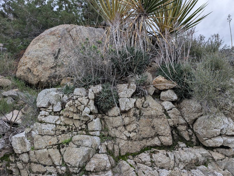 Dudleya saxosa subsp. aloides photo 3
