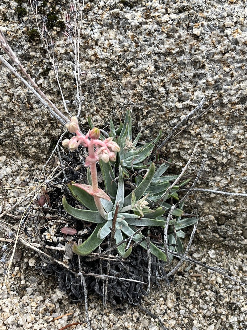 Dudleya saxosa subsp. aloides photo 4